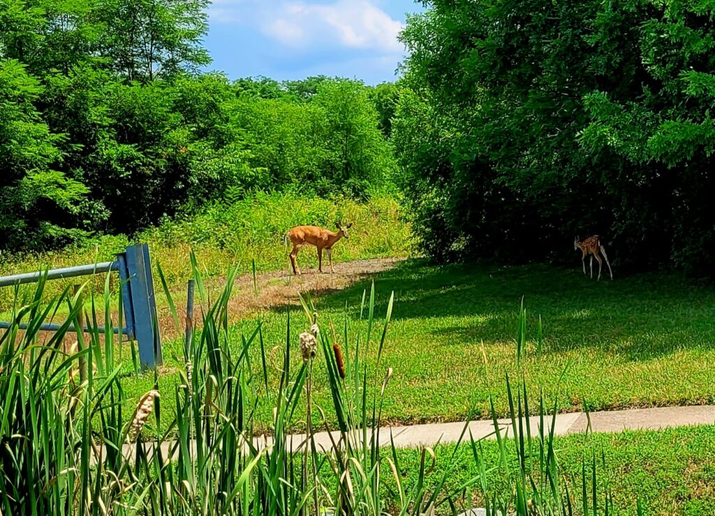 Deer in the Woods blog