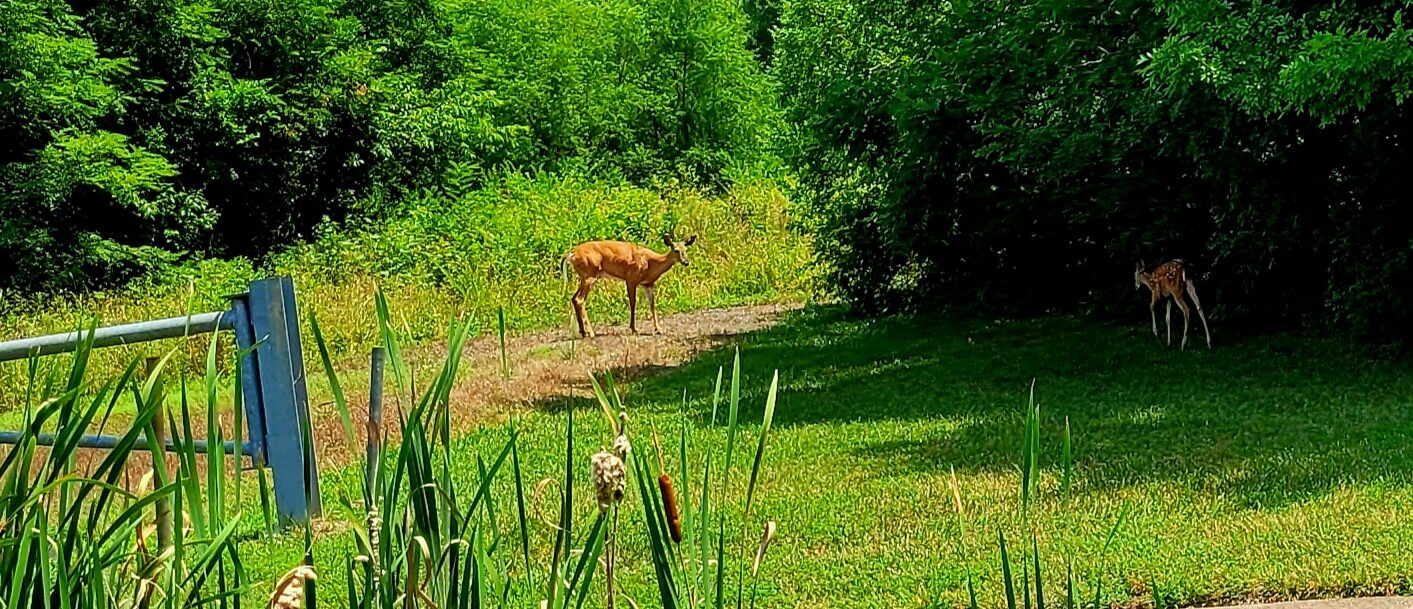 Deer in the Woods blog