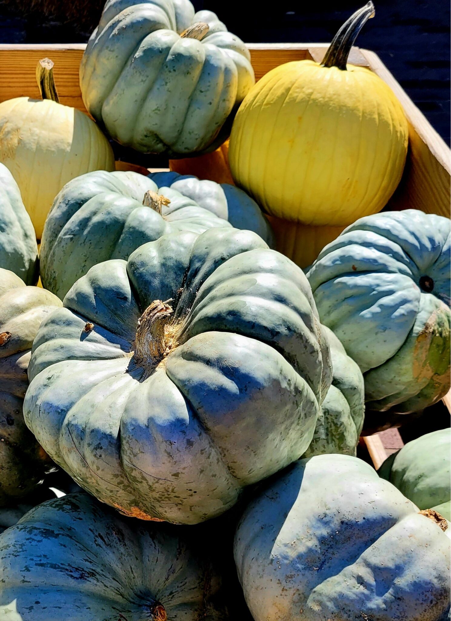 Pumpkin Color Choices • Farmhouse Magic Blog