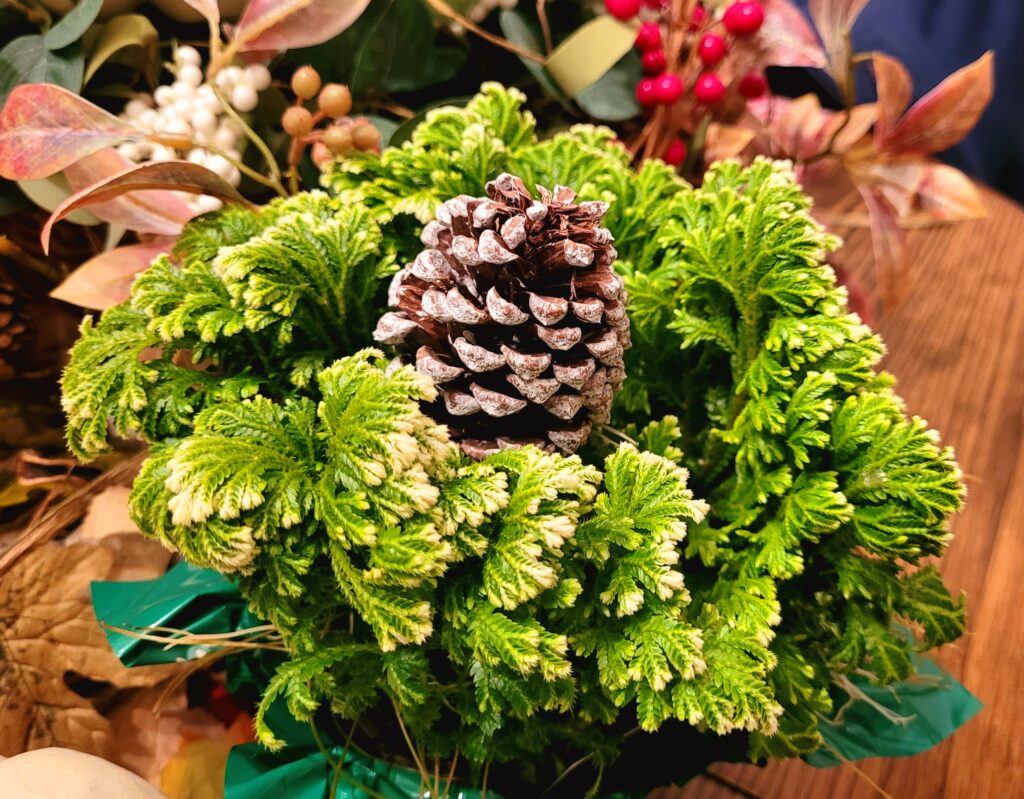 Frosty Candian Fern