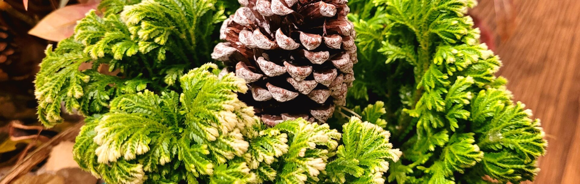 Frosty Candian Fern