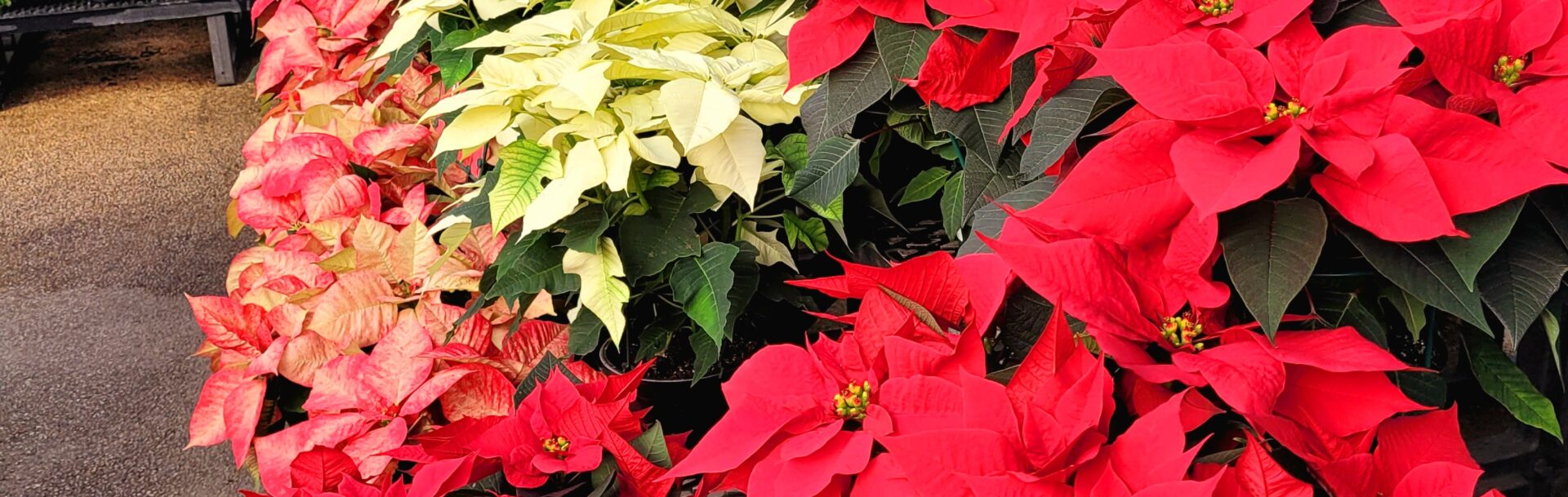 Music, Refreshments, and Poinsettias, MG, 11-20-2024