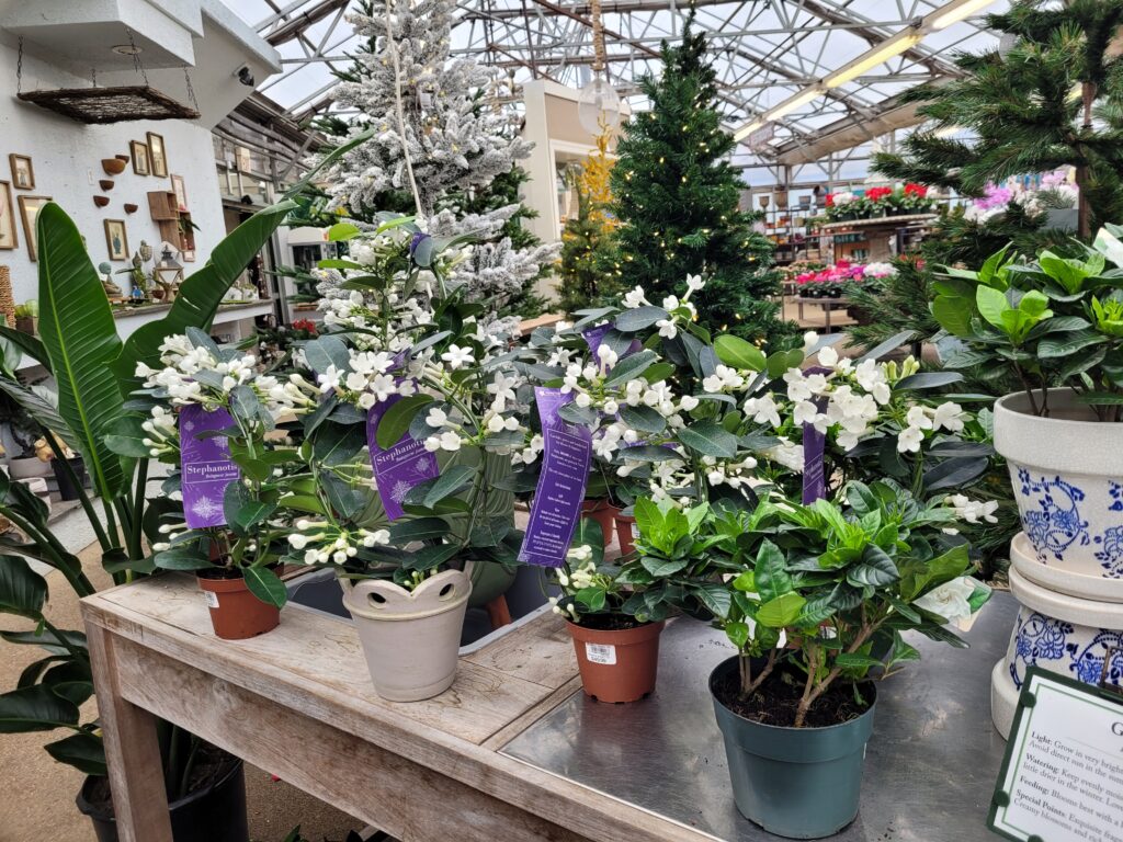 Stephanotis and Gardenias