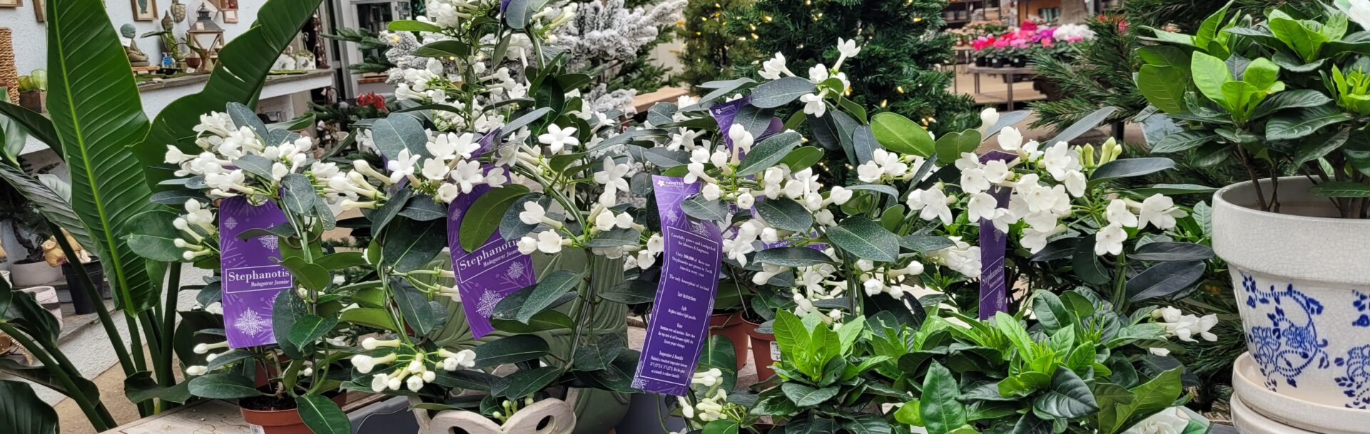 Stephanotis and Gardenias