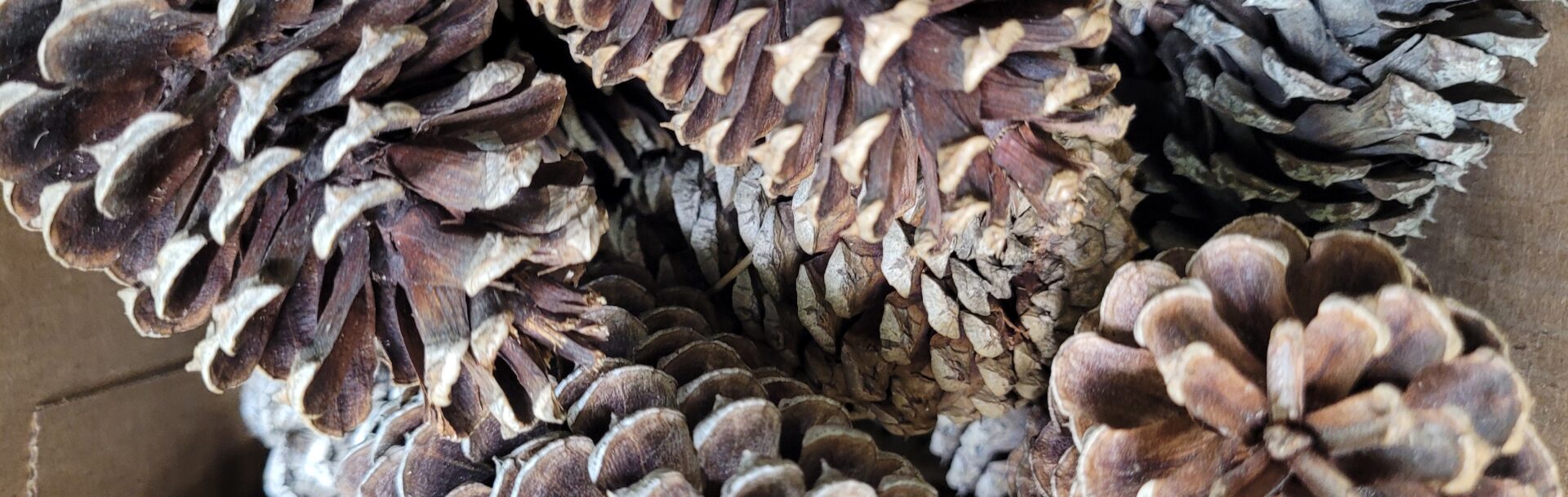 Box of Pinecones, photo 2-20-2025