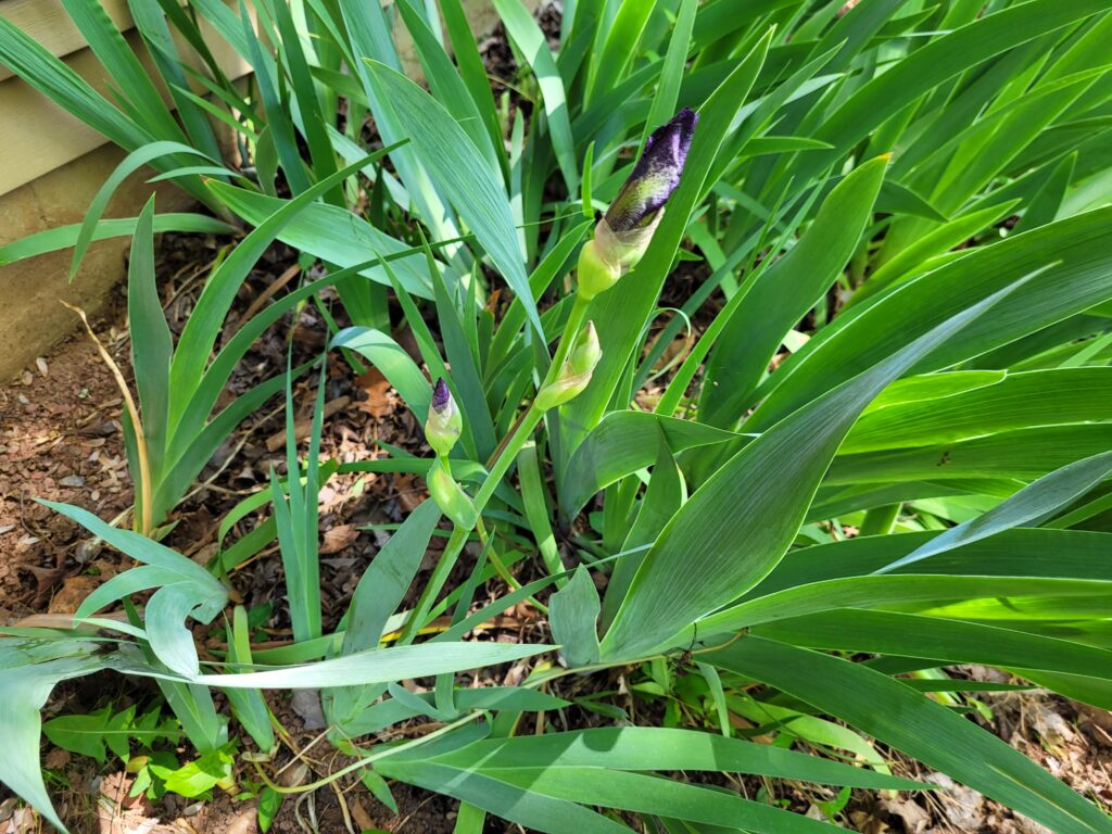 Drought Tolerant Flowers