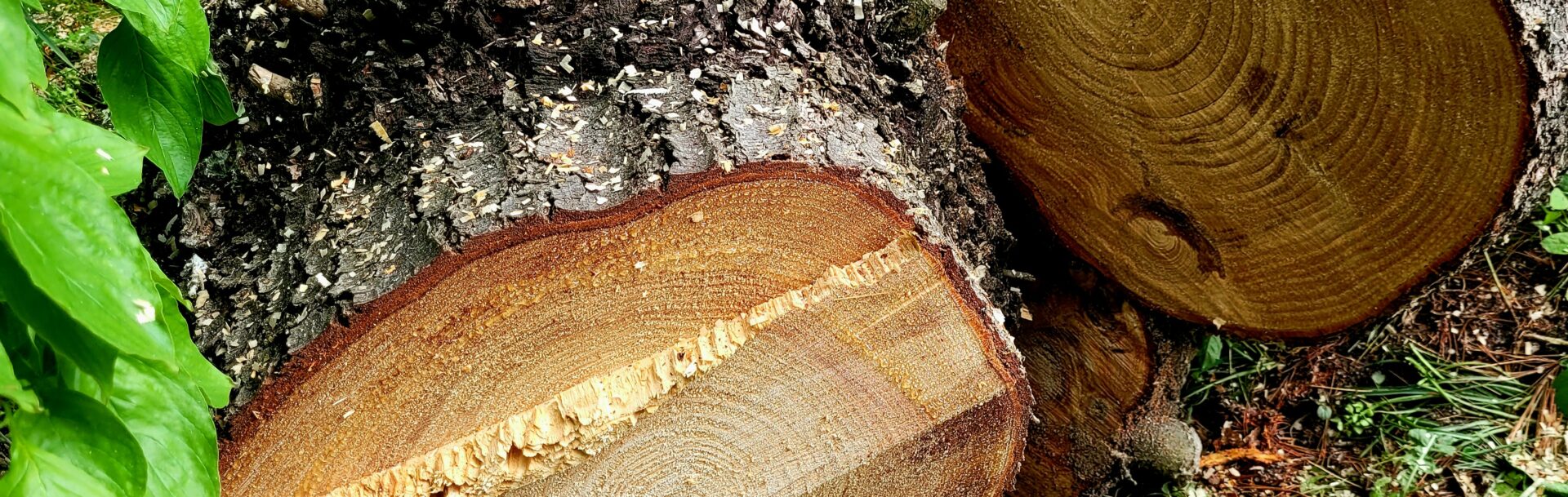 Pine Tree Removal