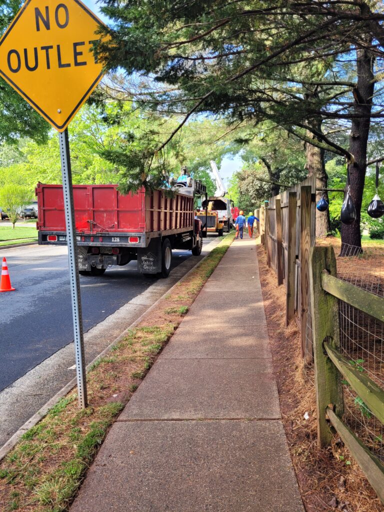 Pine Tree Removal