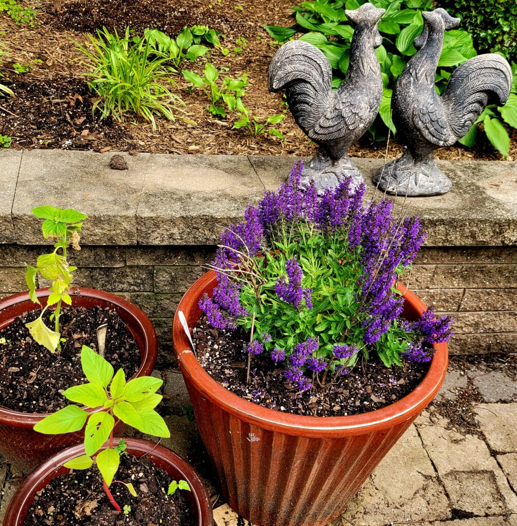 Purple Salvia