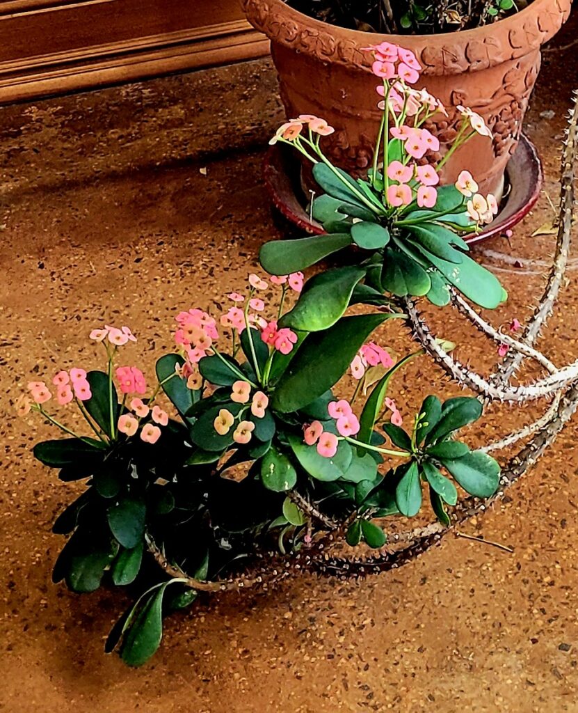 Crown of Thorns Plant