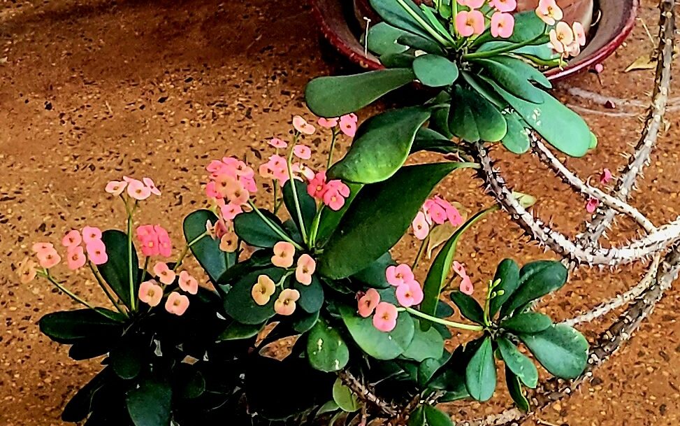 Crown of Thorns Plant