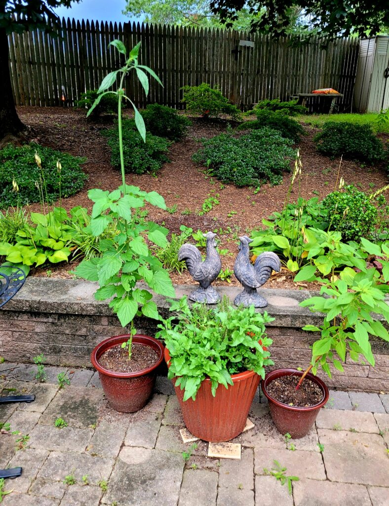 Orange Agastache on Patio