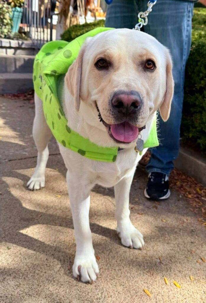 Puppy Halloween Parade