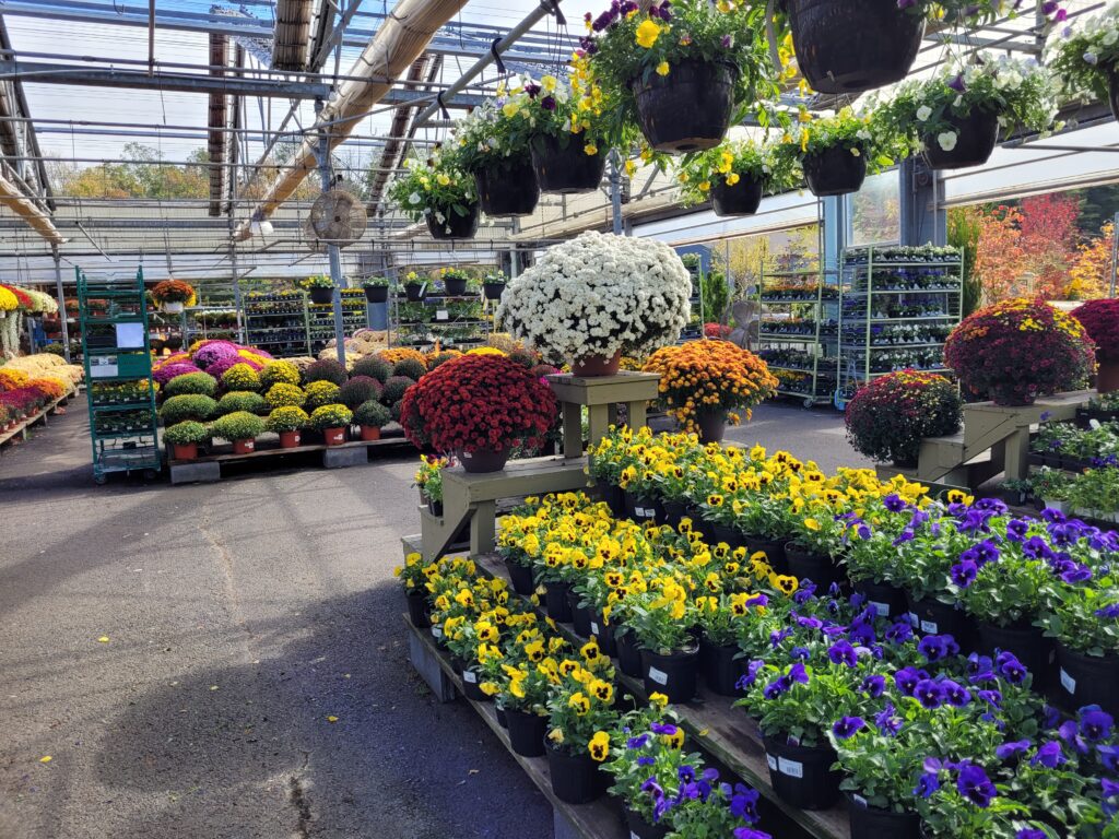 Fall Blooms