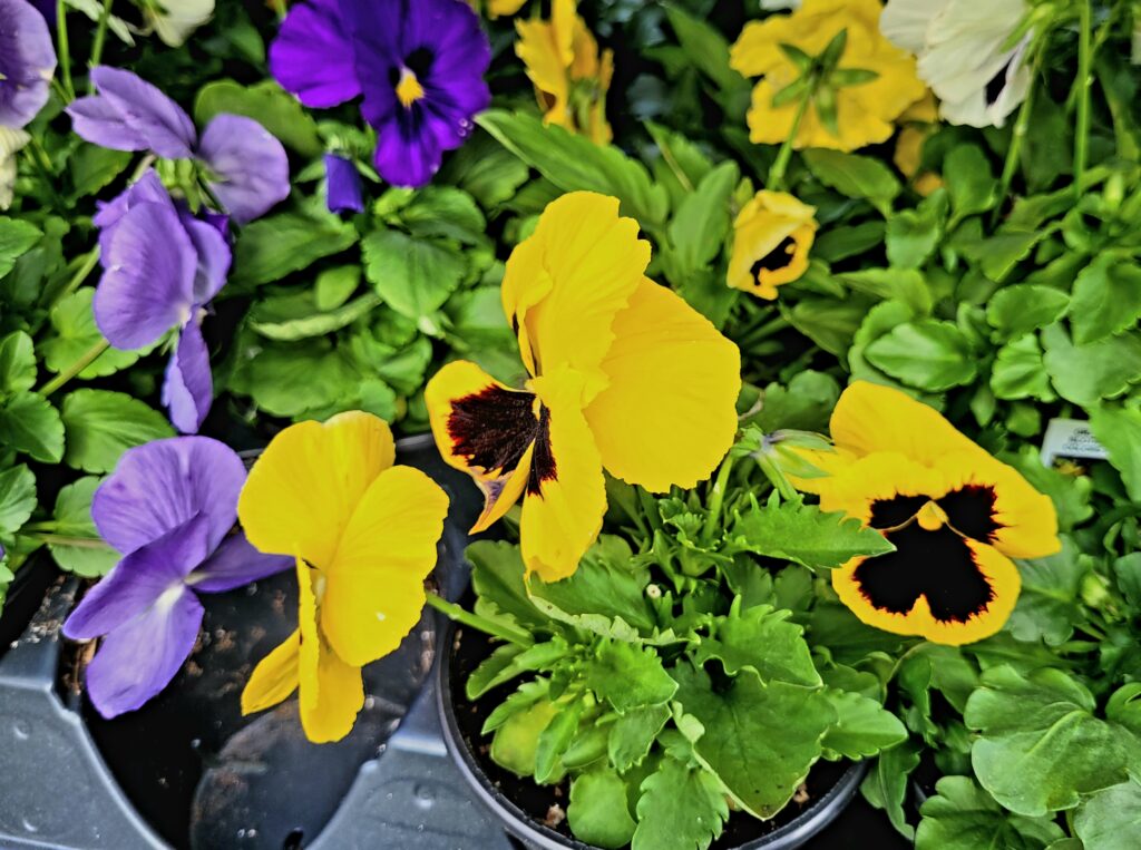 Fall Blooms