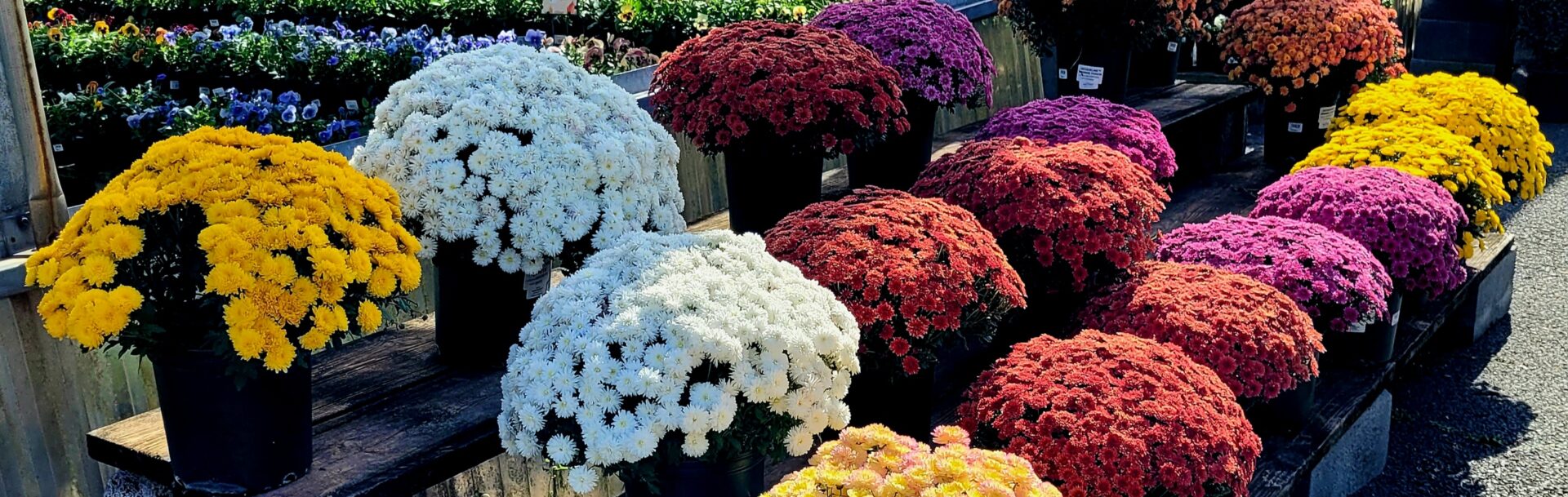Fall Blooms