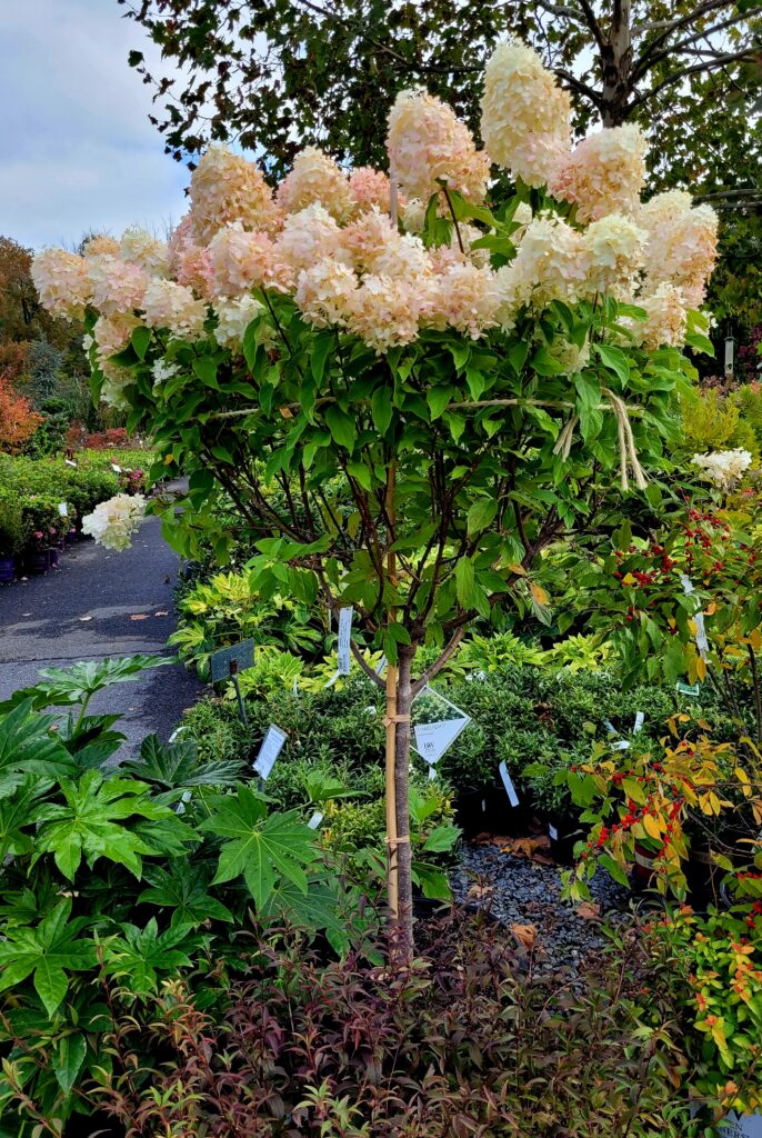 Fall Blooms