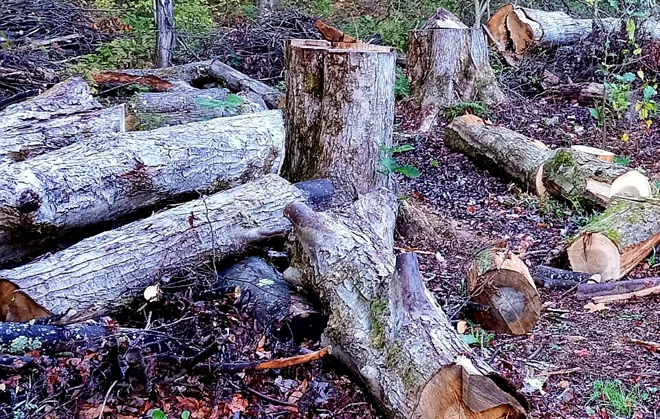 Gardening - Sawing Down Trees