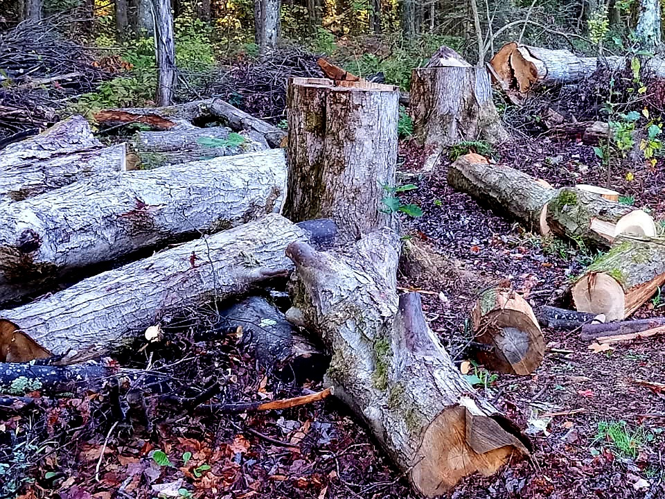 Gardening - Sawing Down Trees