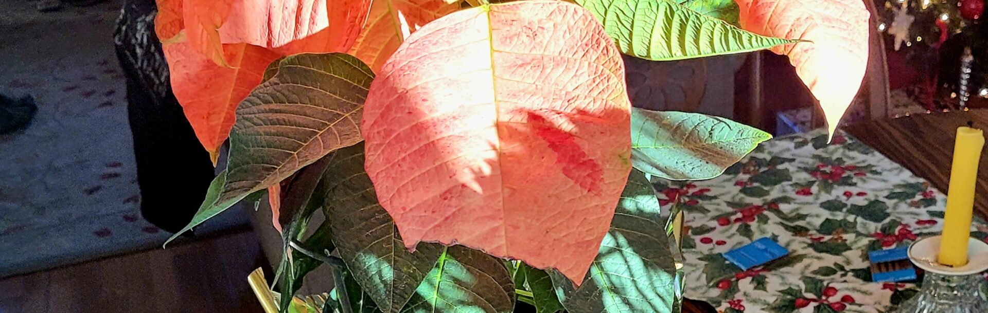 Defrosting Deep-Freeze