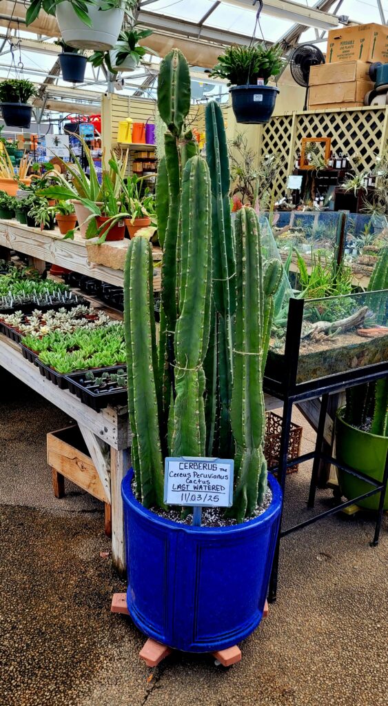 Don't Water the Cactus