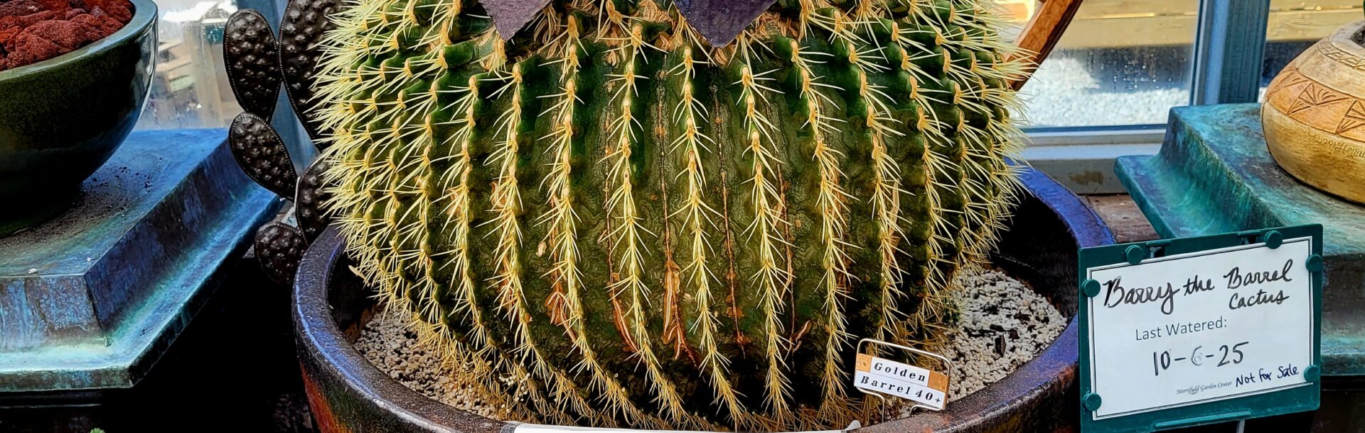 Don't Water the Cactus