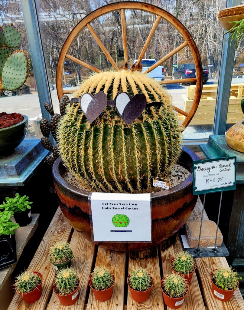 Don't Water the Cactus