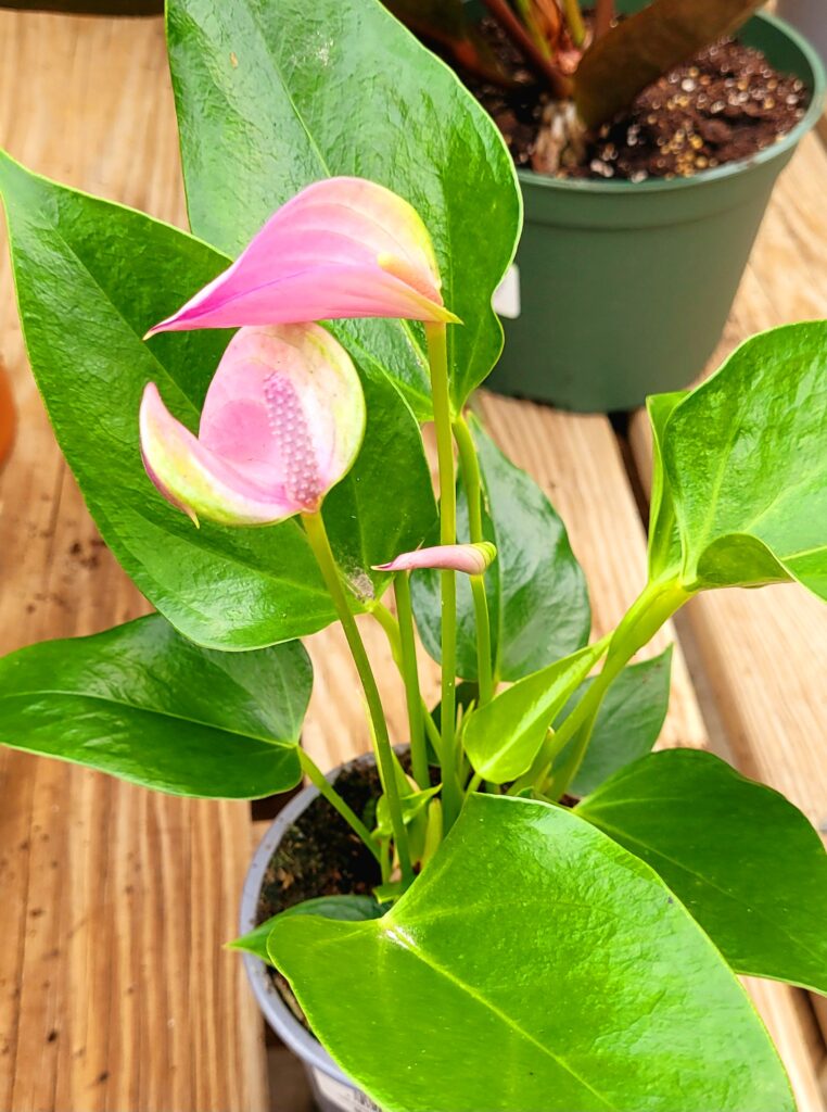Anthuriums