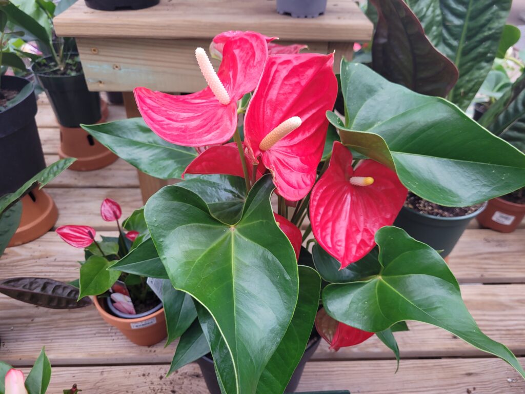 Anthuriums