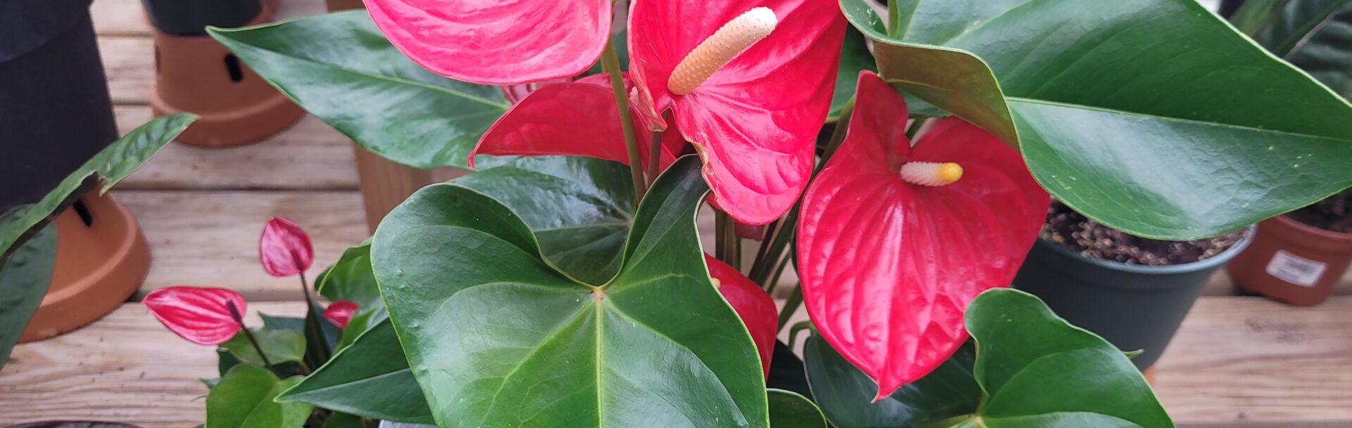 Anthuriums