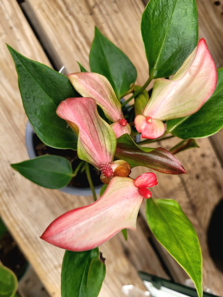 Anthurium