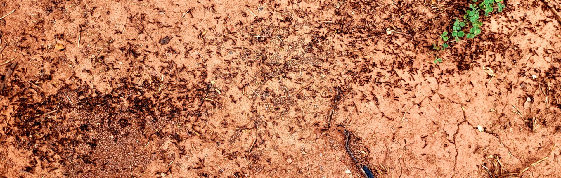 No Ants