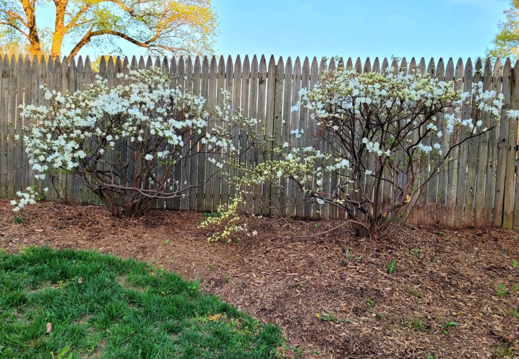 Two White Azaleas, photo 4-10-2026