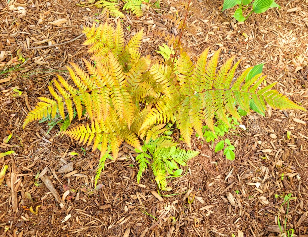 Autumn Fern