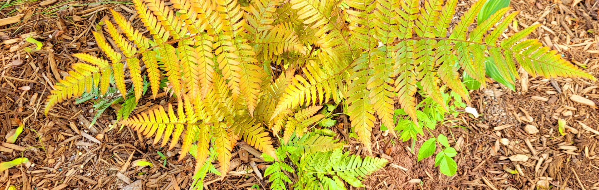 Autumn Fern