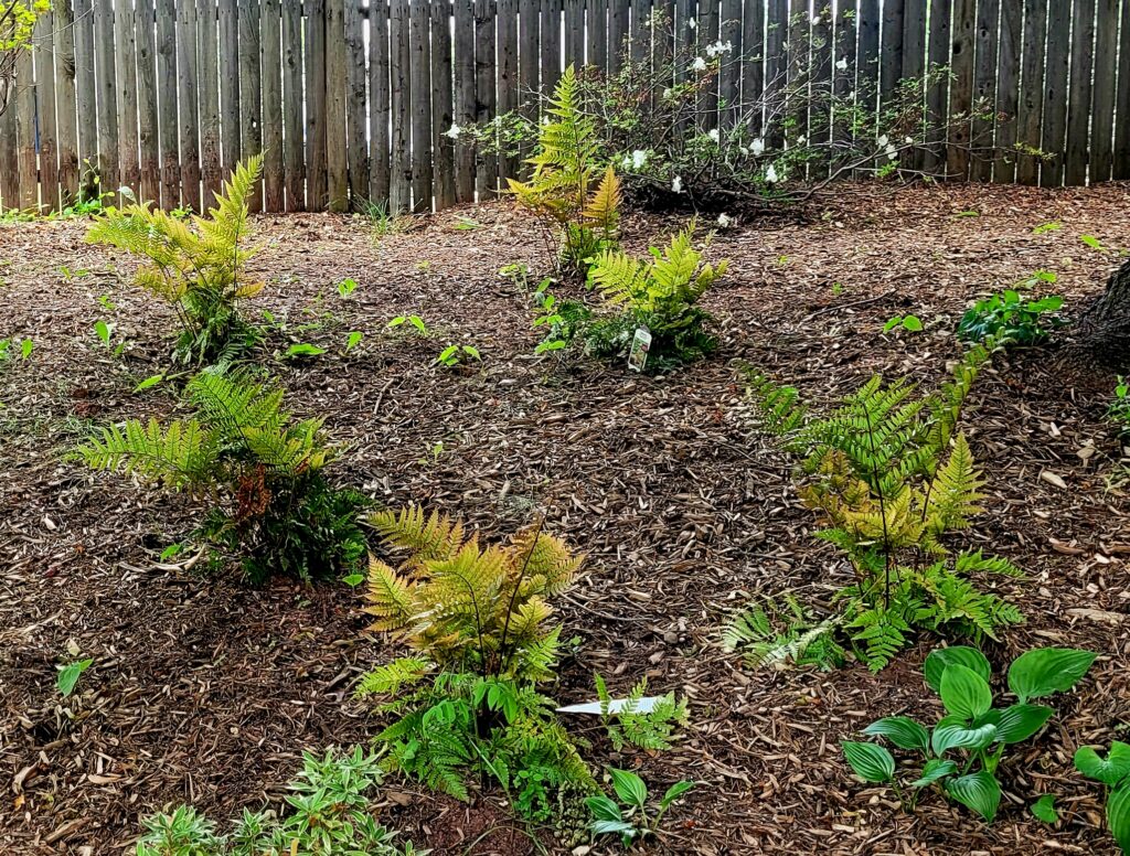 Autumn Ferns