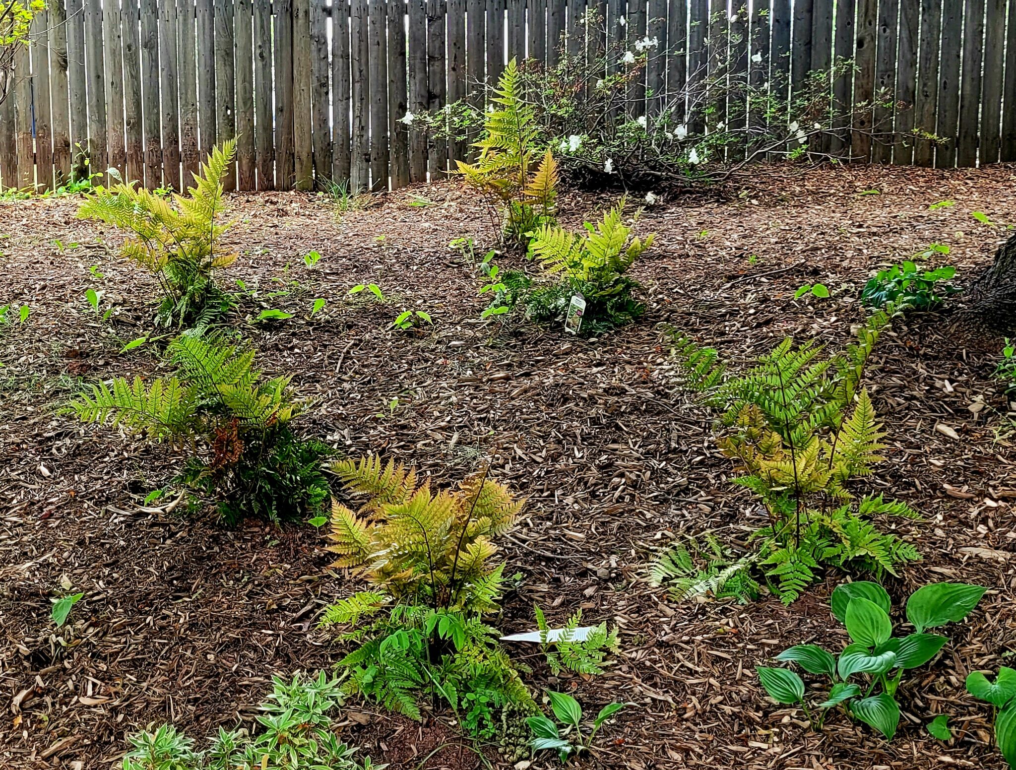 Autumn Ferns • Farmhouse Magic Blog