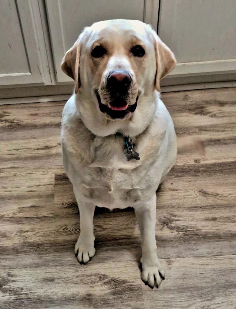 Doggie Treat