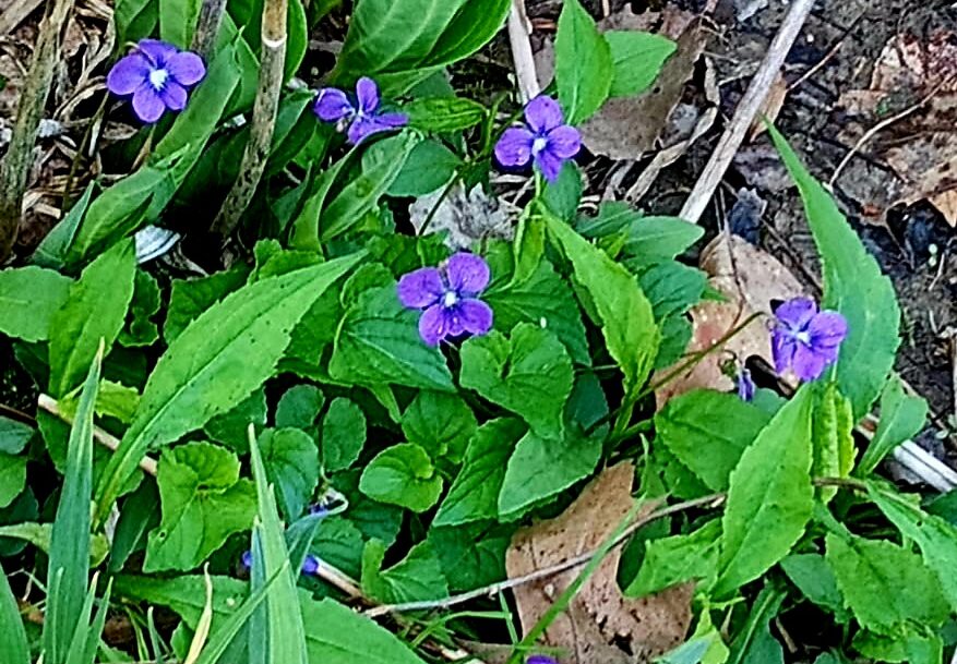 Wild Violets