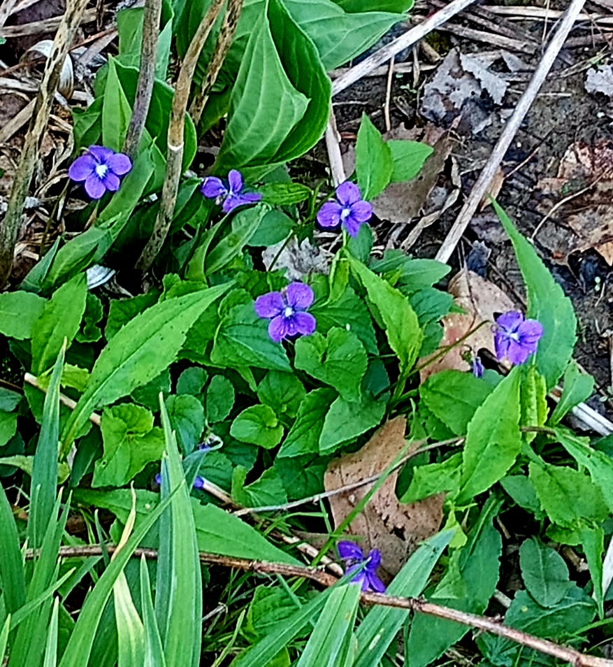 Wild Violets