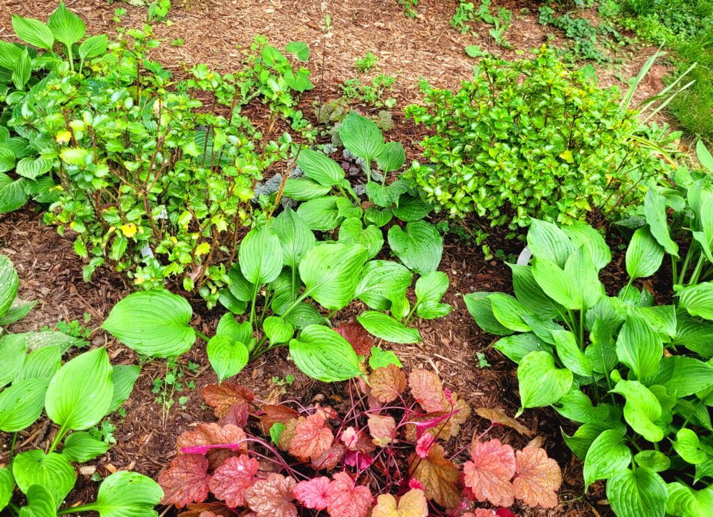 Garden Update One