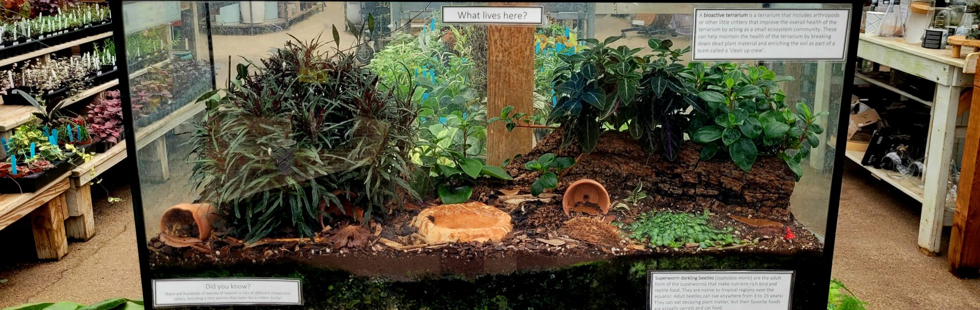 Bioactive Terrariums