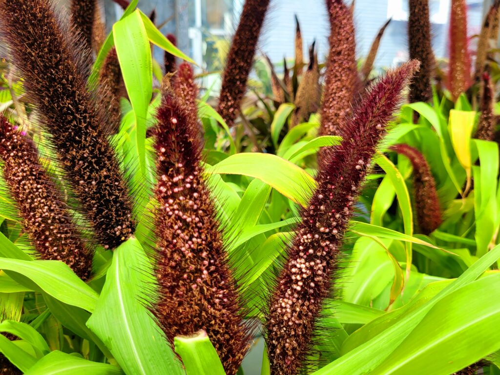 Ornamental Millet