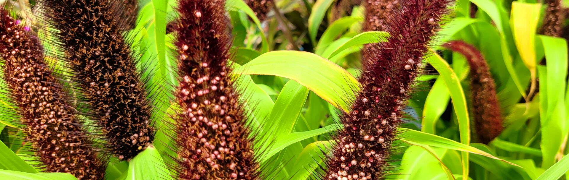 Ornamental Millet