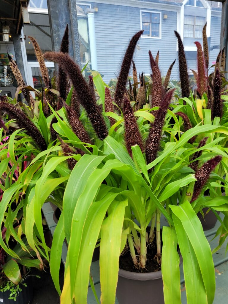 Ornamental Millet