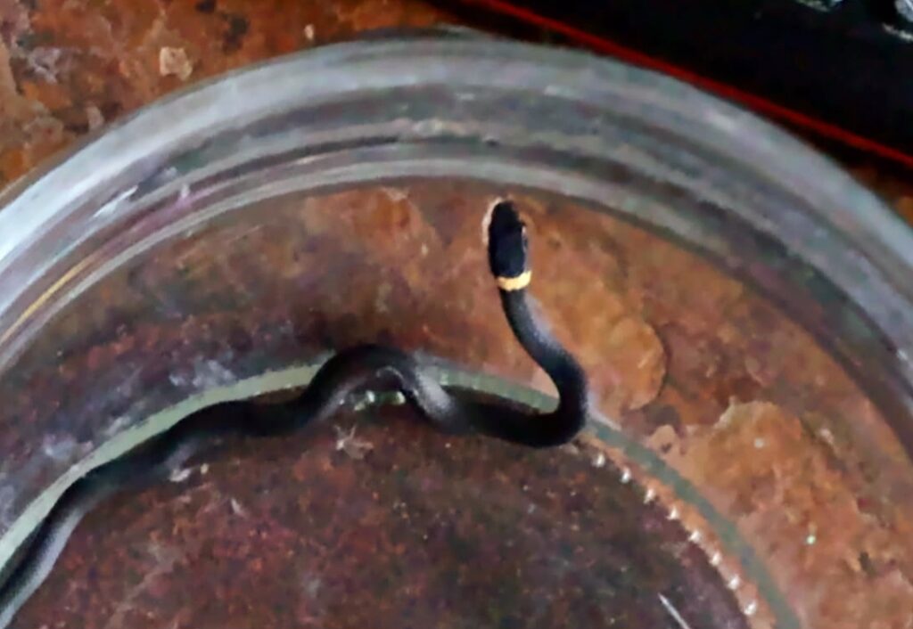 Baby Snake Hero