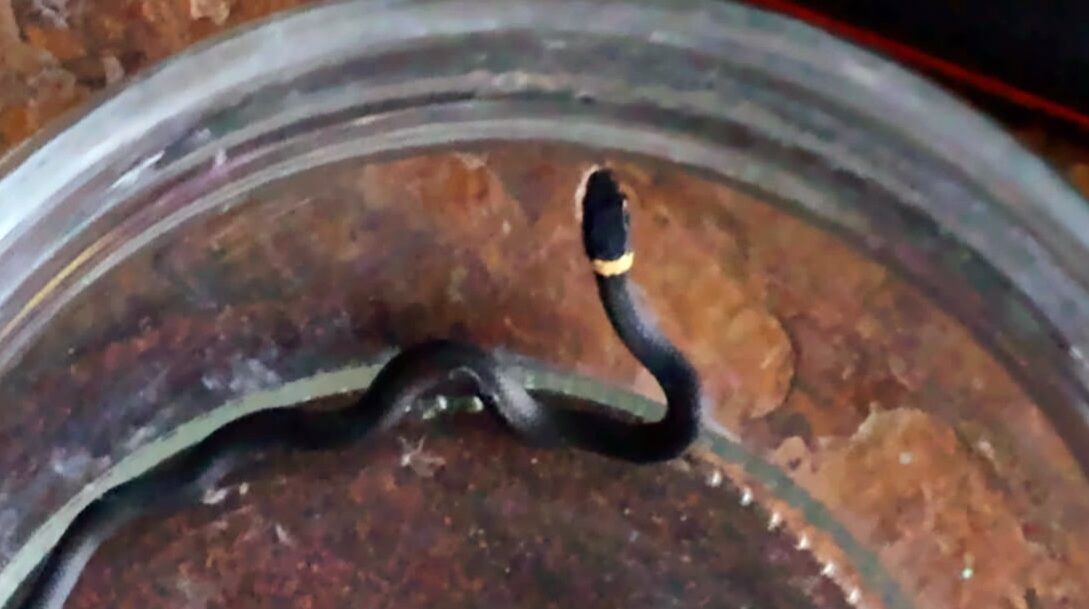 Baby Snake Hero