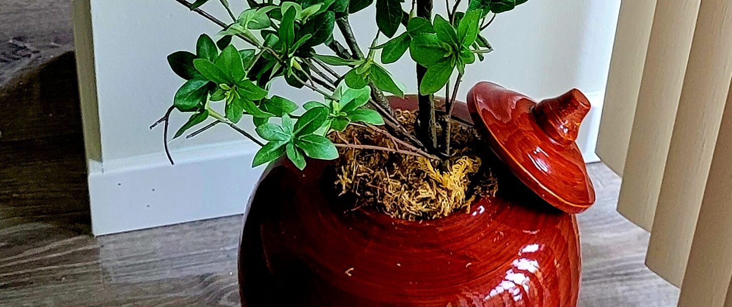 Ginger Jar Greenery