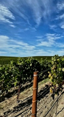 Napa Valley, CA