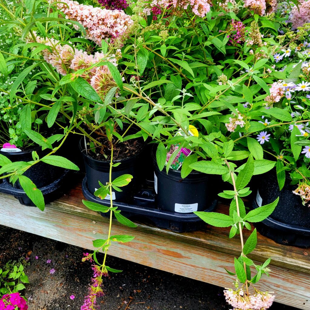 Pink Butterfly Bush